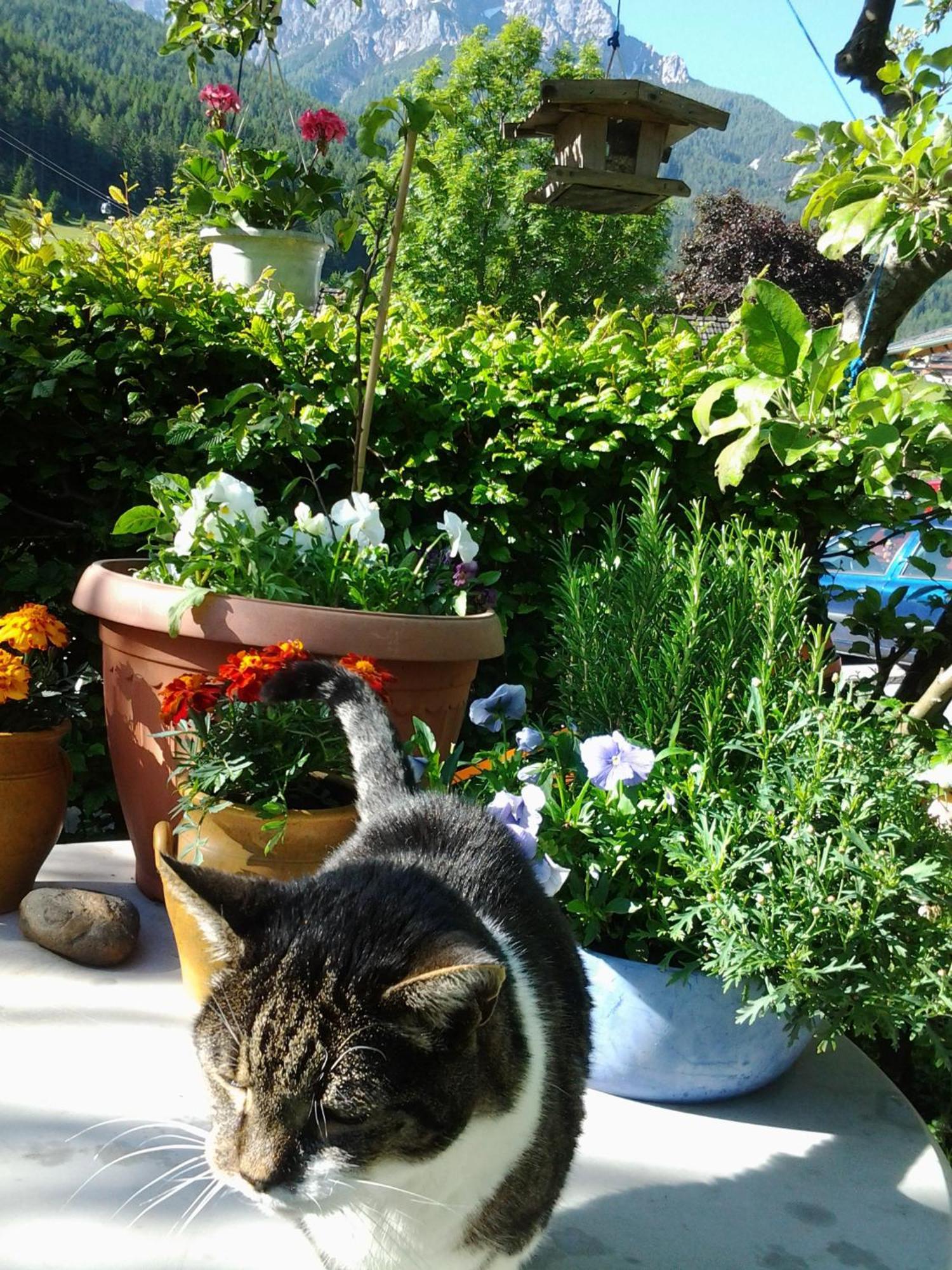 Ferienwohnungen Obex Mieders Bagian luar foto